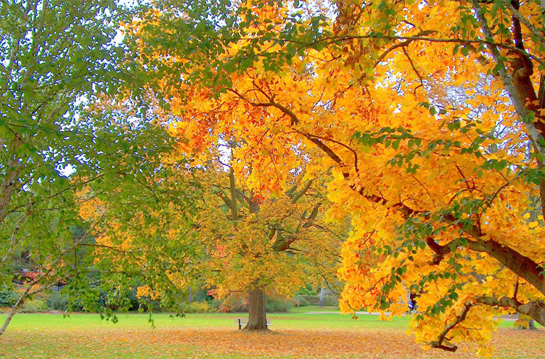 林地狩獵租賃.jpg 林地狩獵租賃