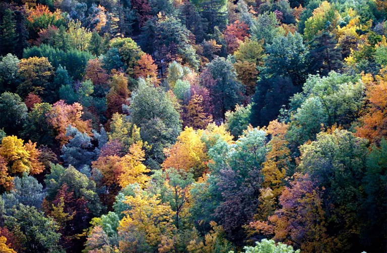 溫帶森林生態系統.jpg 溫帶森林生態系統