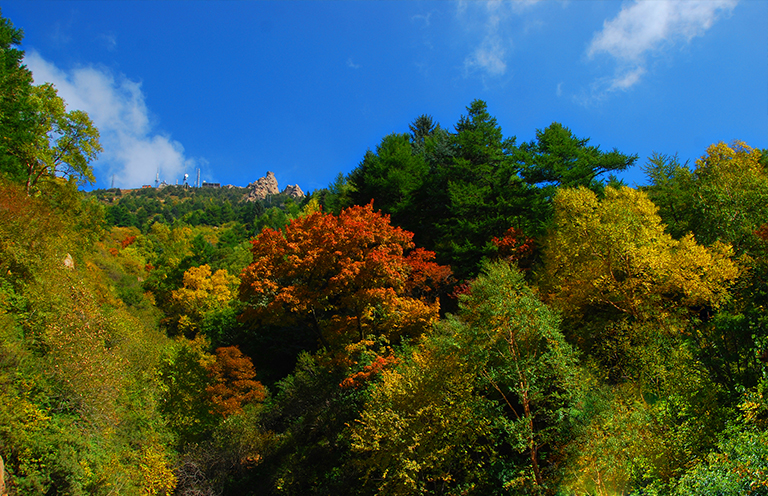 溫帶森林.jpg 溫帶森林