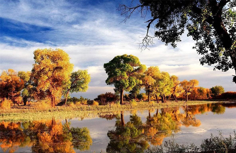 北美東部落葉林.jpg 北美東部落葉林