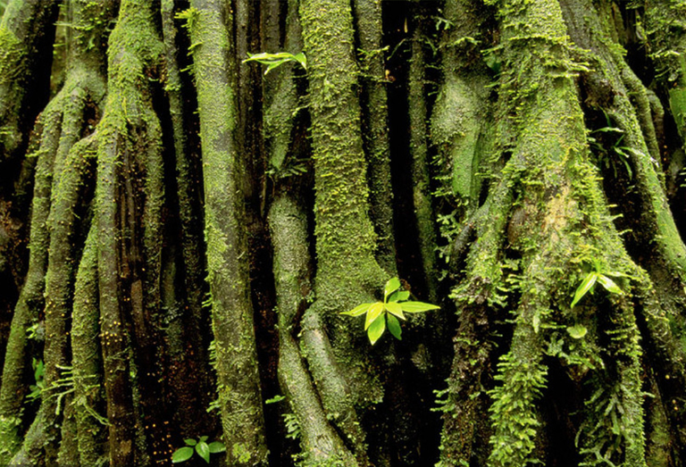 熱帶雨林.jpg 熱帶雨林