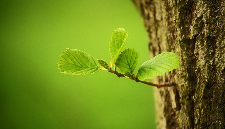 植物逆境.jpg 植物逆境
