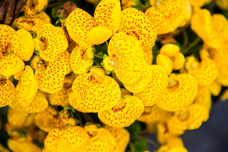 植物開花.jpg 植物開花