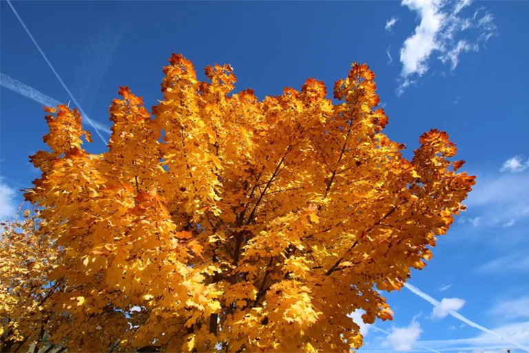 自養生物.jpg 自養生物
