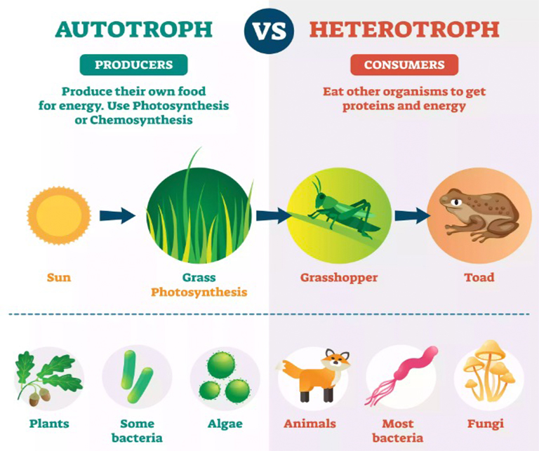 自養生物.jpg 自養生物