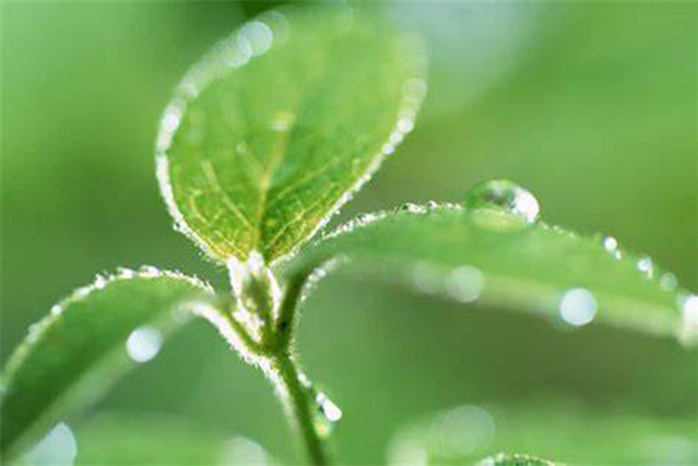 植物的生命周期.jpg 植物的生命周期