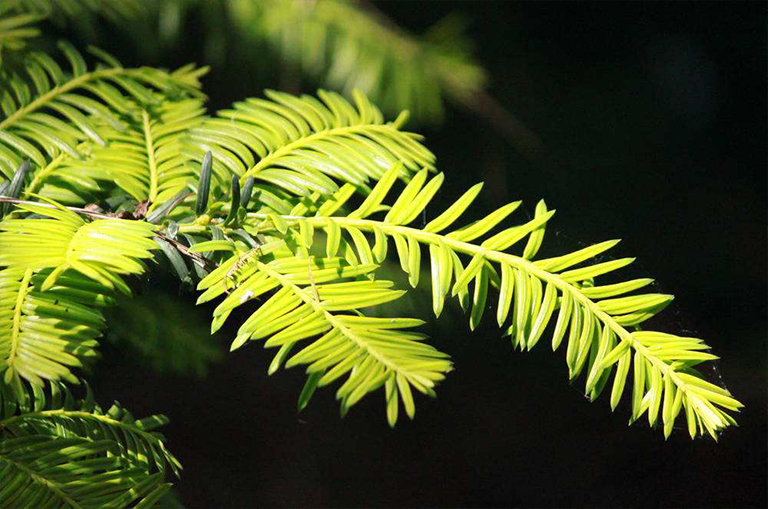 針葉樹.jpg 針葉樹