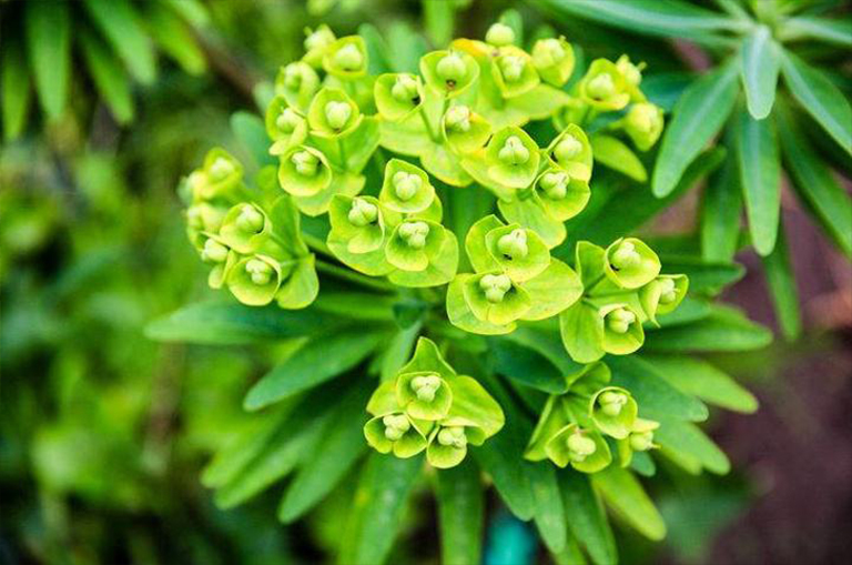 針葉樹.jpg 針葉樹