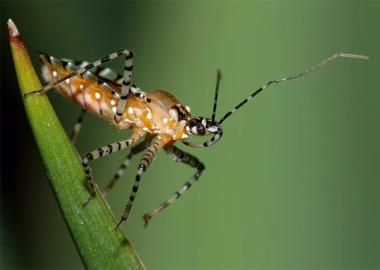 黑環腿的刺客小蟲坐在植物上