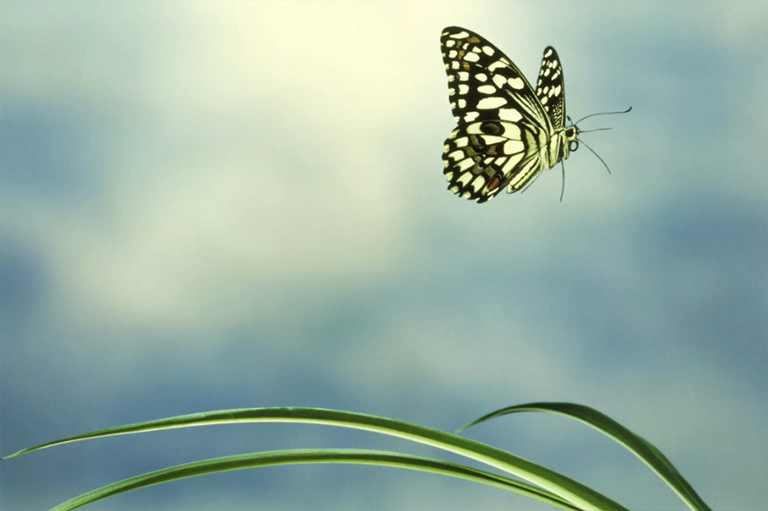 保護蝴蝶免受風吹.jpg 保護蝴蝶免受風吹