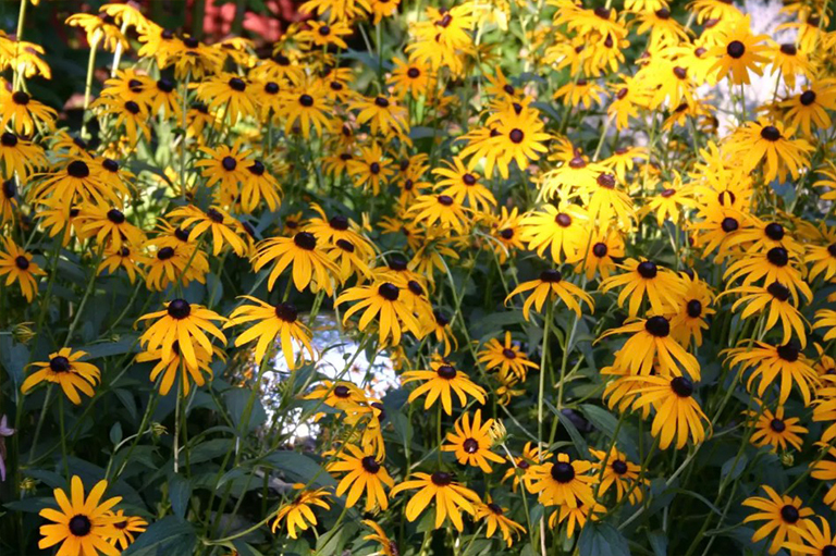 在群眾中種花.jpg 在群眾中種花