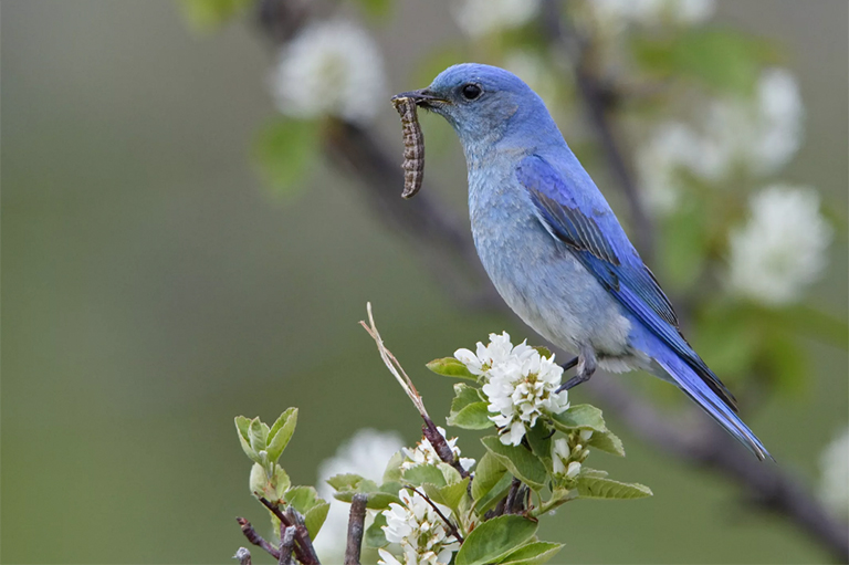 使喂鳥器和洗鳥盆遠離蝴蝶棲息地.jpg 使喂鳥器和洗鳥盆遠離蝴蝶棲息地
