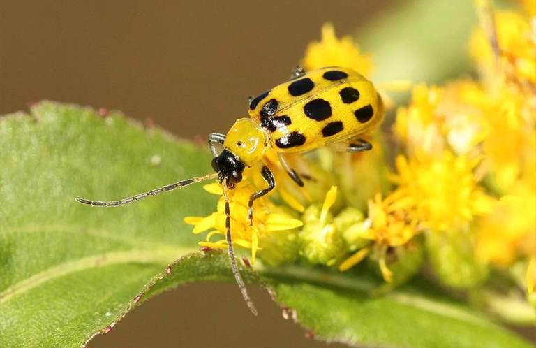 黃瓜甲蟲.jpg 黃瓜甲蟲