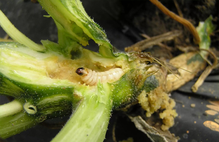 南瓜藤Bor.jpg 南瓜藤Bor