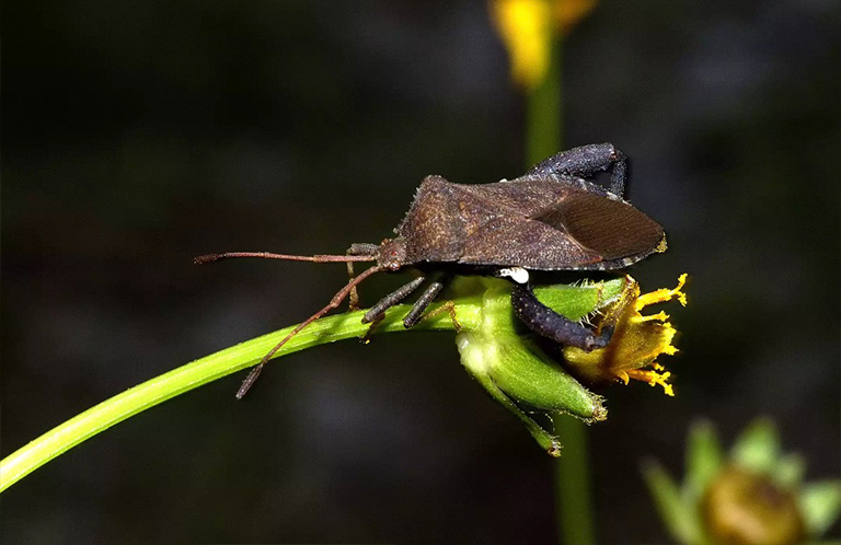 壁球蟲.jpg 壁球蟲