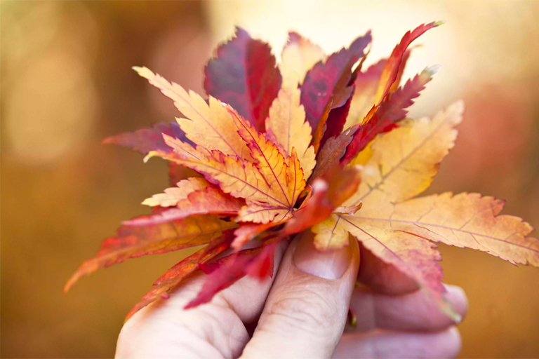 葉綠素不是的光合色素.jpg 葉綠素不是的光合色素