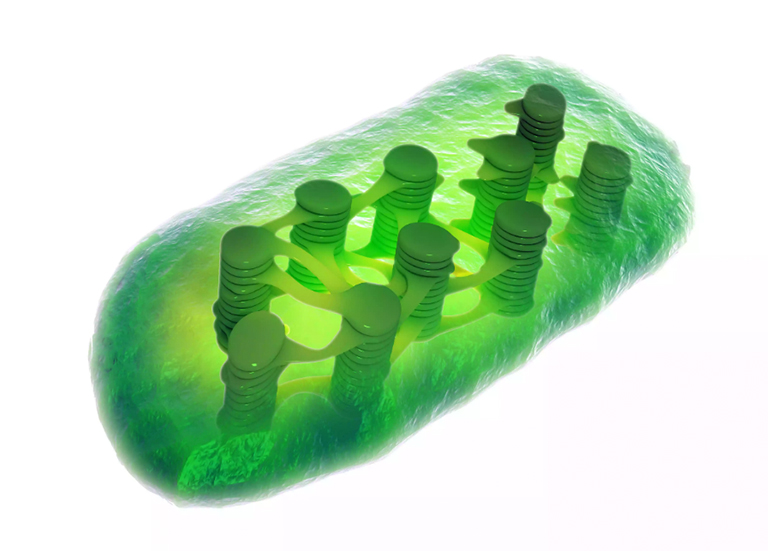 葉綠體是植物細(xì)胞中光合作用的場(chǎng)所.jpg 葉綠體是植物細(xì)胞中光合作用的場(chǎng)所