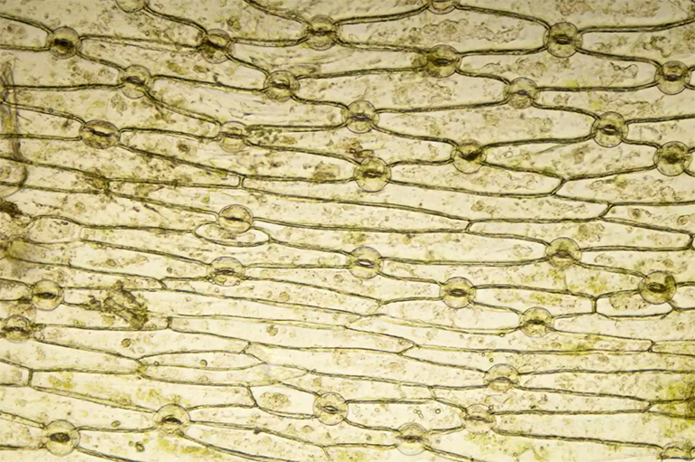 建立用于光合作用的植物.jpg 建立用于光合作用的植物