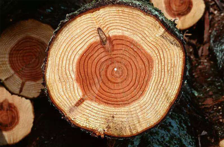 年輪.jpg 年輪