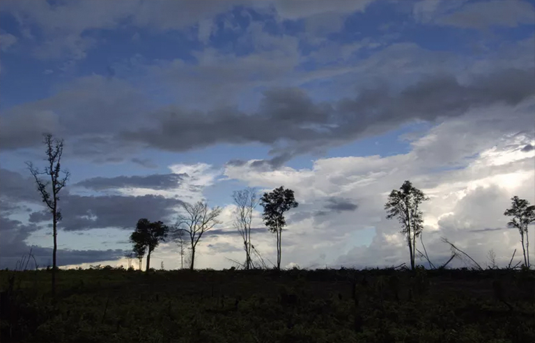 森林砍伐.jpg 森林砍伐