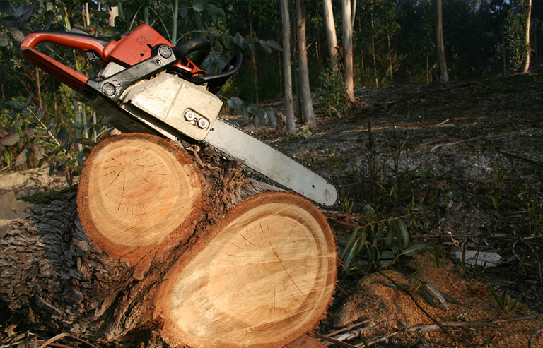 森林砍伐.jpg 森林砍伐