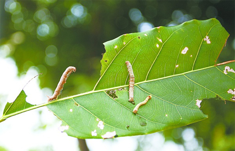 毛毛蟲.jpg 毛毛蟲