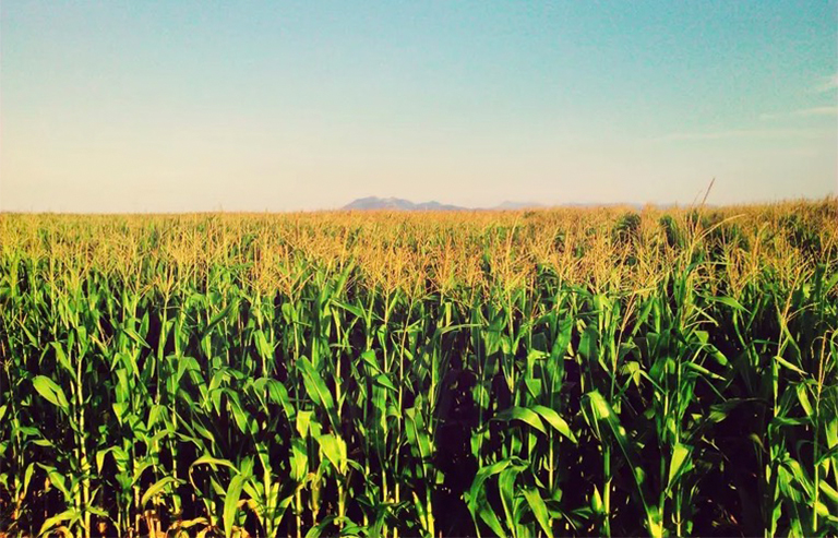 生物能源.jpg 生物能源