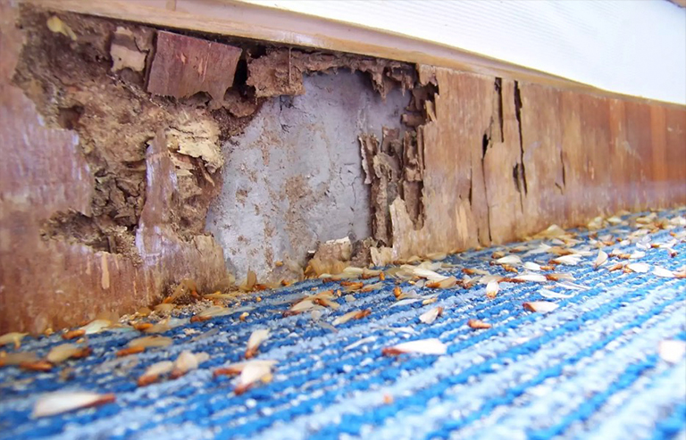 白蟻危害.jpg 白蟻危害