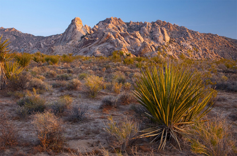 莫哈韋國家保護區(qū),加利福尼亞,美國,北美洲.jpg 莫哈韋國家保護區(qū),加利福尼亞,美國,北美洲