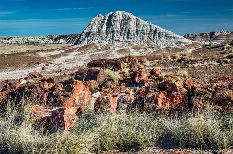 石化森林國家公園