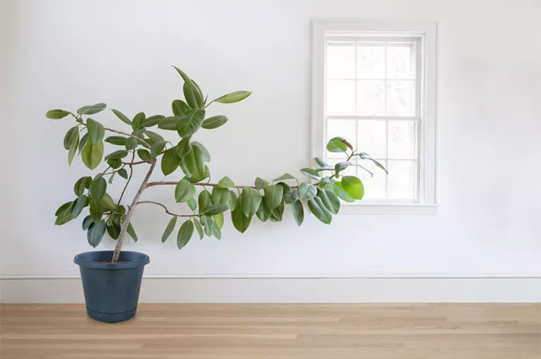 植物向光性.jpg 植物向光性