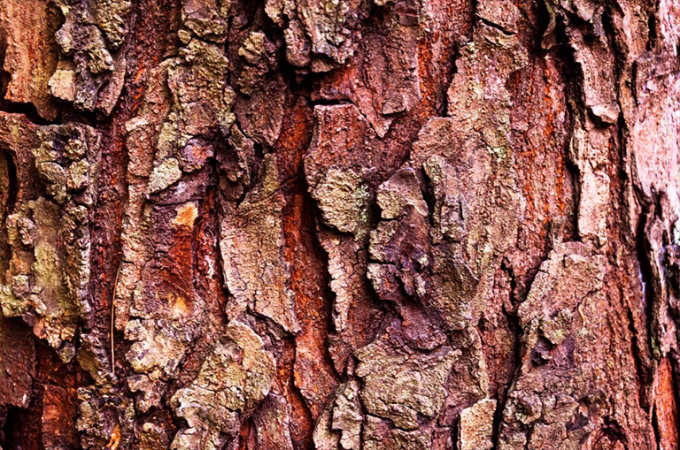 血管組織系統.jpg 血管組織系統