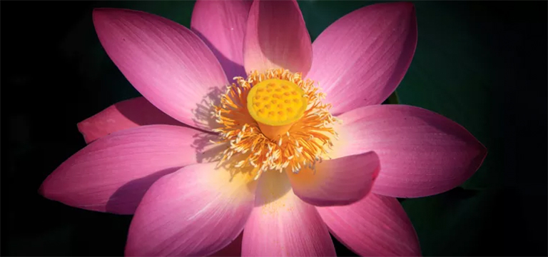 開花植物.jpg 開花植物