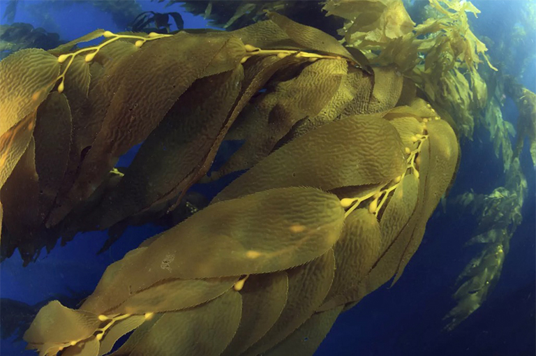 巨型海帶.jpg 巨型海帶