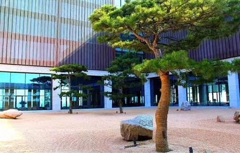 高仿真松樹.jpeg 高仿真松樹