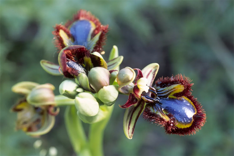斗蘭花抓蜜蜂.jpg 斗蘭花抓蜜蜂