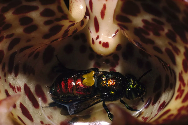 鏡蜂蘭花.jpg 鏡蜂蘭花