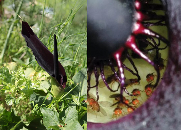 所羅門的百合.jpg 所羅門的百合