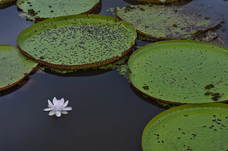 巨型亞馬遜睡蓮.jpg 巨型亞馬遜睡蓮