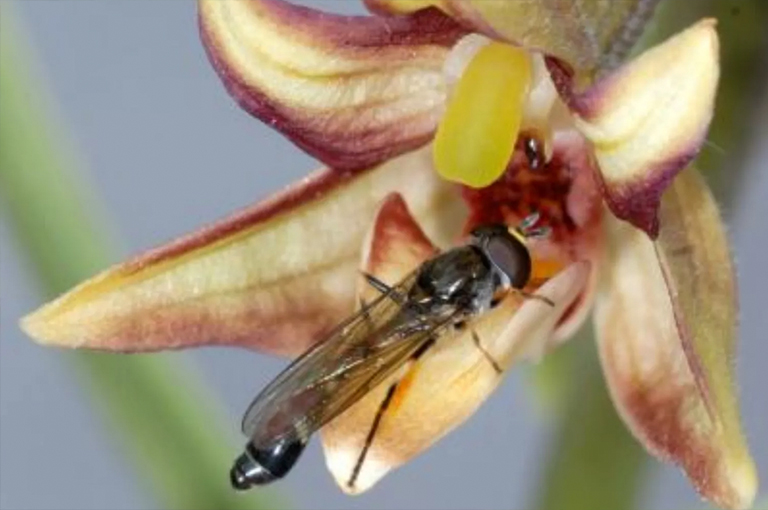 東方沼澤海蝴蝶蘭.jpg 東方沼澤海蝴蝶蘭