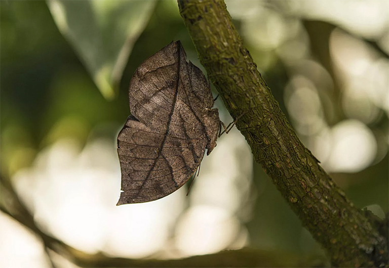 印度闊葉蝴蝶.jpg 印度闊葉蝴蝶