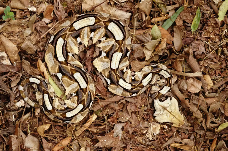 狒狒蛇.jpg 狒狒蛇