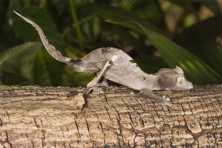 撒旦葉尾壁虎.jpg 撒旦葉尾壁虎