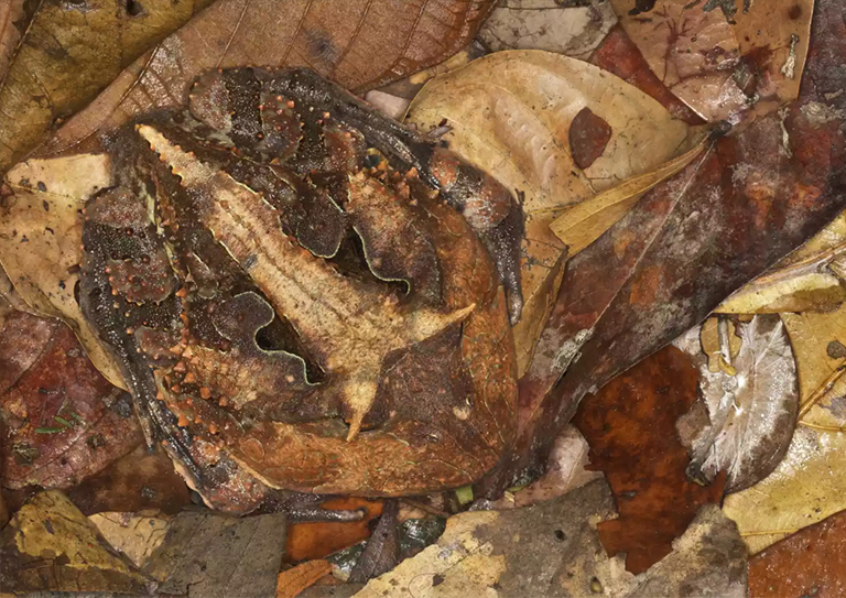 亞馬遜角蛙.jpg 亞馬遜角蛙