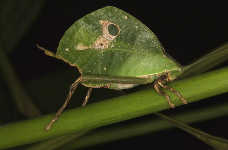 卡蒂迪茲.jpg 卡蒂迪茲