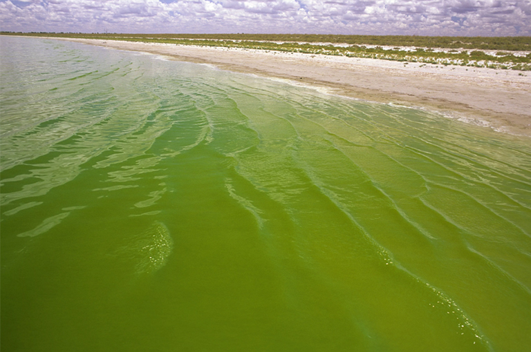海洋中的死區(qū).jpg 海洋中的死區(qū)