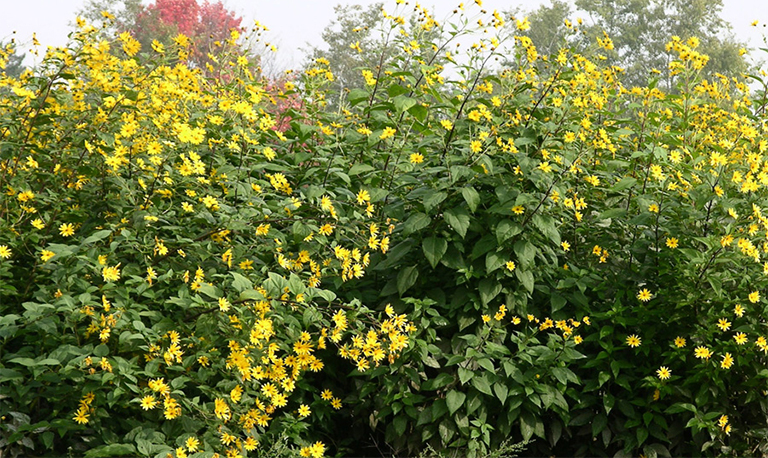 菊芋盛開.jpg 菊芋盛開