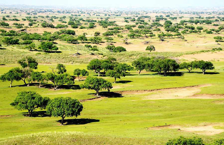 生物群落.jpg 生物群落