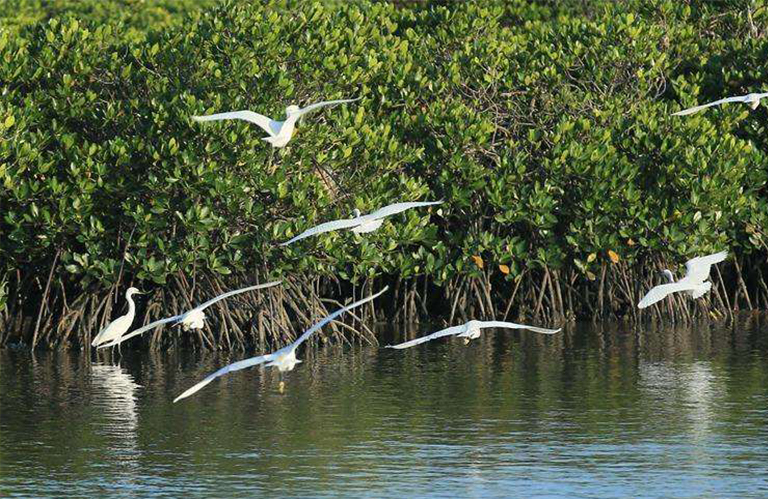 生物群落.jpg 生物群落
