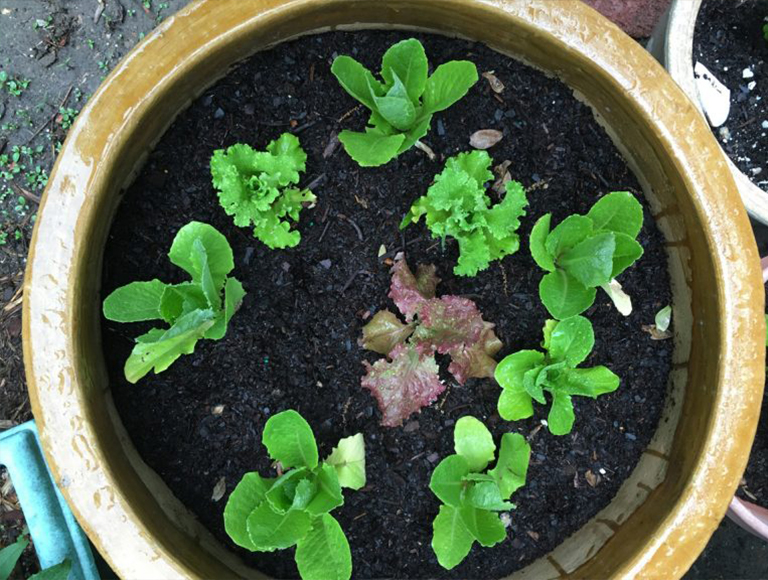 長葉萵苣.jpg 長葉萵苣